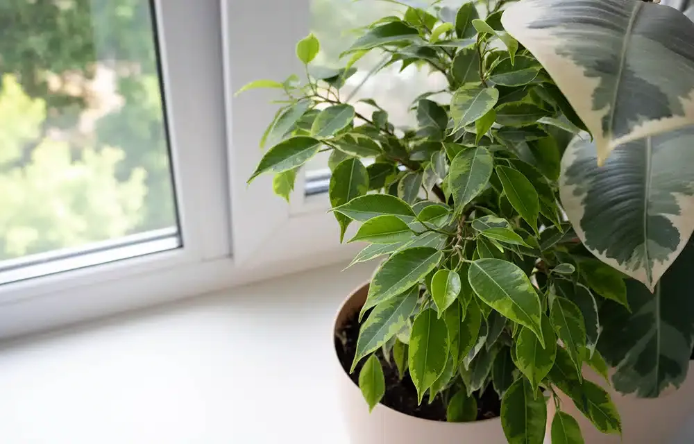 Indoor air quality